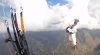 Aguila y Parapente